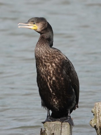 Great Cormorant Isanuma Thu, 5/6/2021