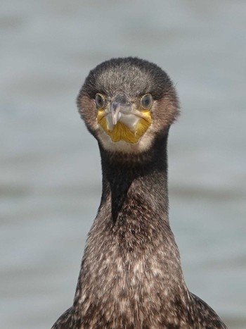 Great Cormorant Isanuma Thu, 5/6/2021