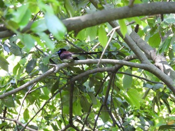 サンコウチョウ 大泉緑地 2021年5月3日(月)