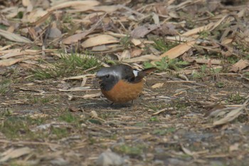 ジョウビタキ 三重県亀山公園 2017年3月4日(土)