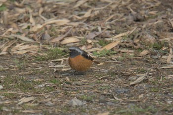 ジョウビタキ 三重県亀山公園 2017年3月4日(土)