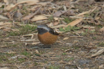 ジョウビタキ 三重県亀山公園 2017年3月4日(土)