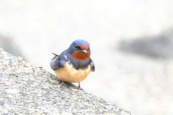 Fri, 5/7/2021 Birding report at 東京都