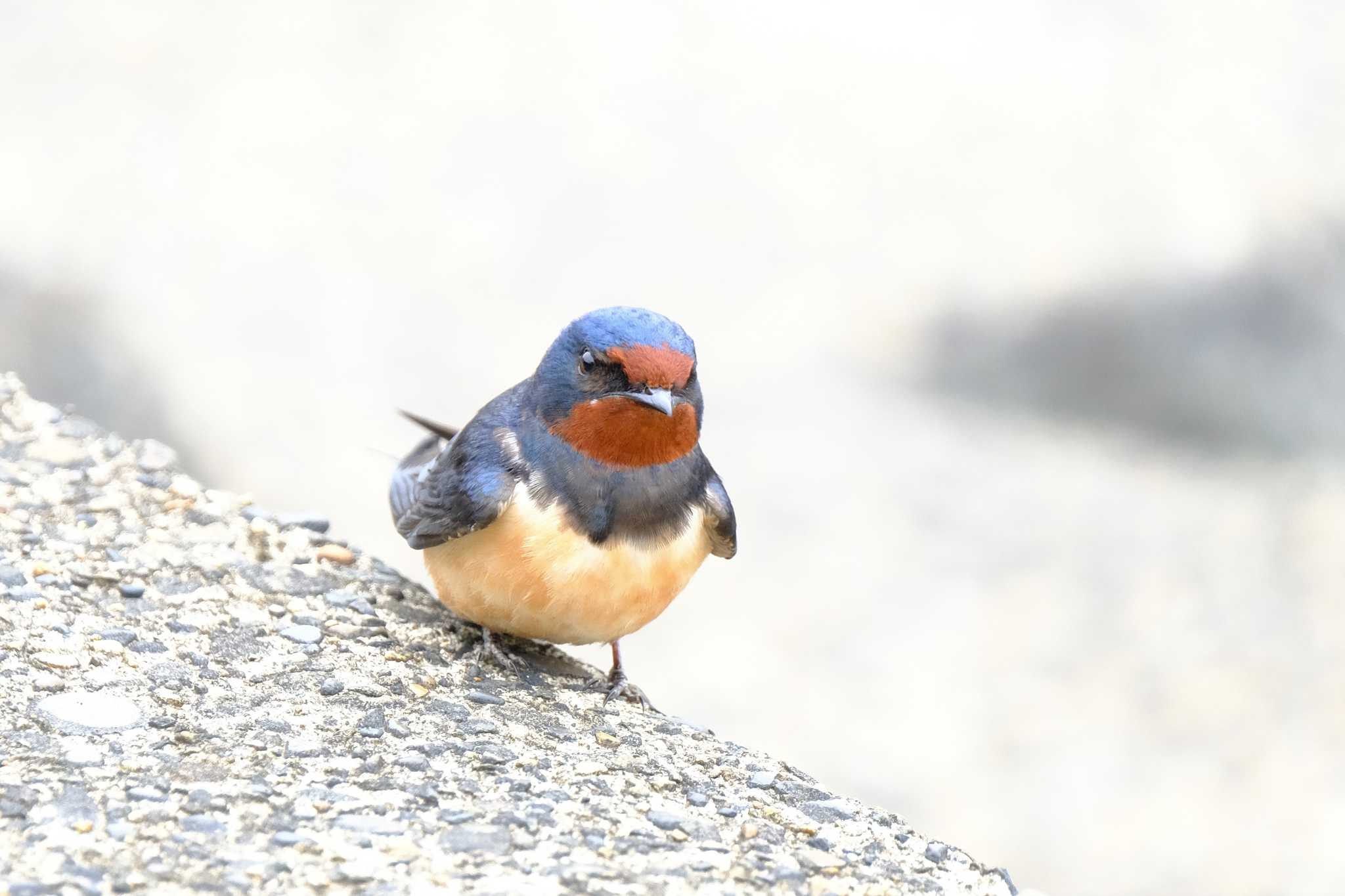 Photo of Barn Swallow at 東京都 by toru