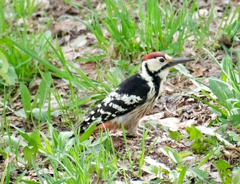 オオアカゲラ 真駒内公園 2021年5月7日(金)