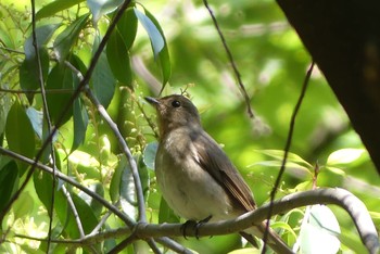 オオルリ 近所の公園 2021年5月3日(月)