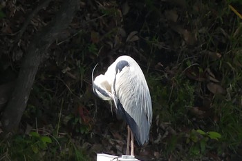 アオサギ 近所の公園 2021年5月6日(木)