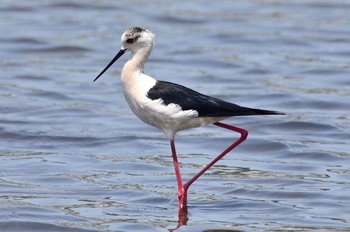 Black-winged Stilt 鹿児島市 Thu, 5/6/2021