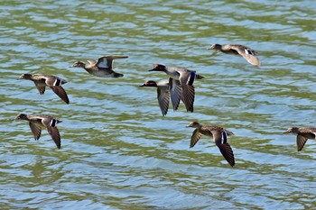 Eurasian Teal 鹿児島市 Thu, 4/22/2021