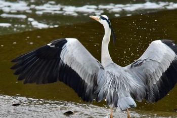 Grey Heron 鹿児島市 Wed, 4/28/2021