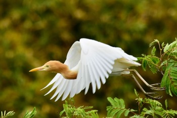 アマサギ 鹿児島市永田川 2021年4月29日(木)