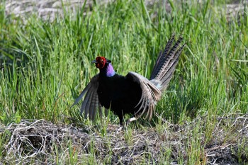 Mon, 5/3/2021 Birding report at Kitamoto Nature Observation Park