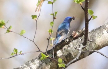 オオルリ 恵庭公園 2021年5月7日(金)