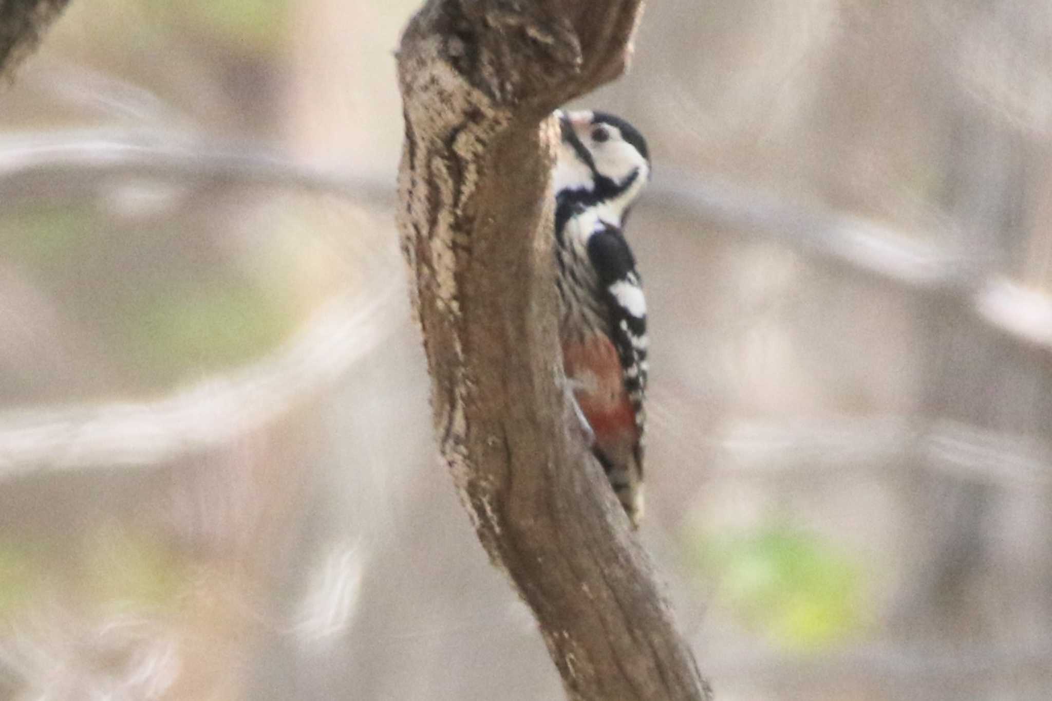 恵庭公園 オオアカゲラの写真 by 苔玉