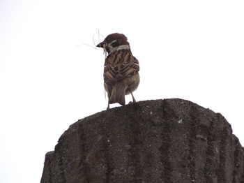 2021年5月7日(金) 葛西臨海公園の野鳥観察記録