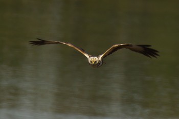 チュウヒ 大阪南港野鳥園 撮影日未設定