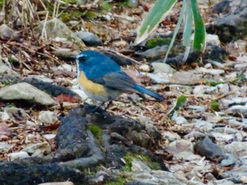 2021年5月2日(日) 大台ヶ原の野鳥観察記録