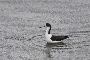 Black-winged Stilt 黒潮の森マングローブパーク Sat, 4/10/2021