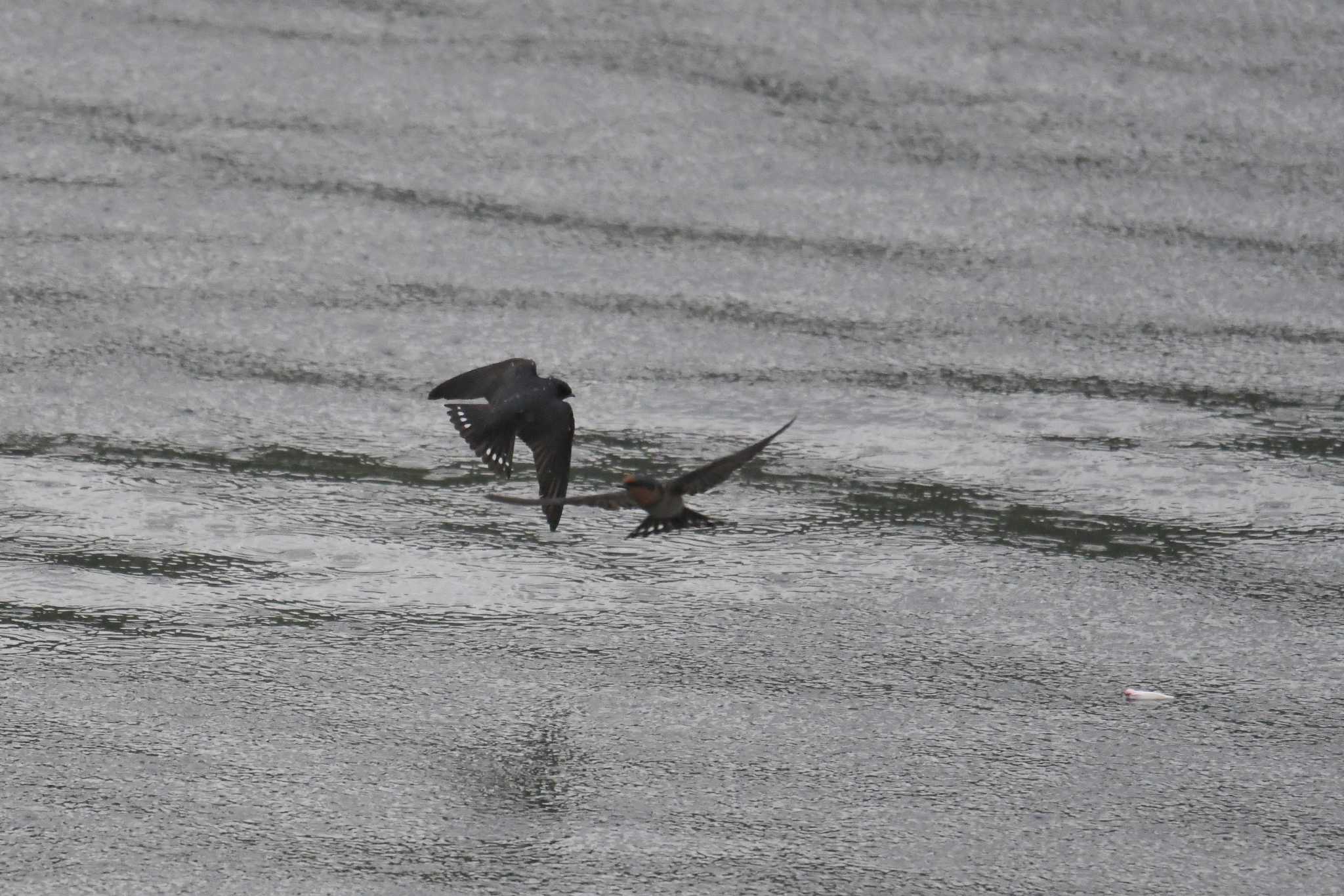 Photo of Pacific Swallow at 黒潮の森マングローブパーク by あひる