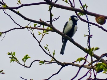 2021年5月7日(金) 馬見丘陵公園の野鳥観察記録