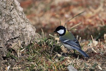 シジュウカラ 市ノ池公園 2017年3月4日(土)