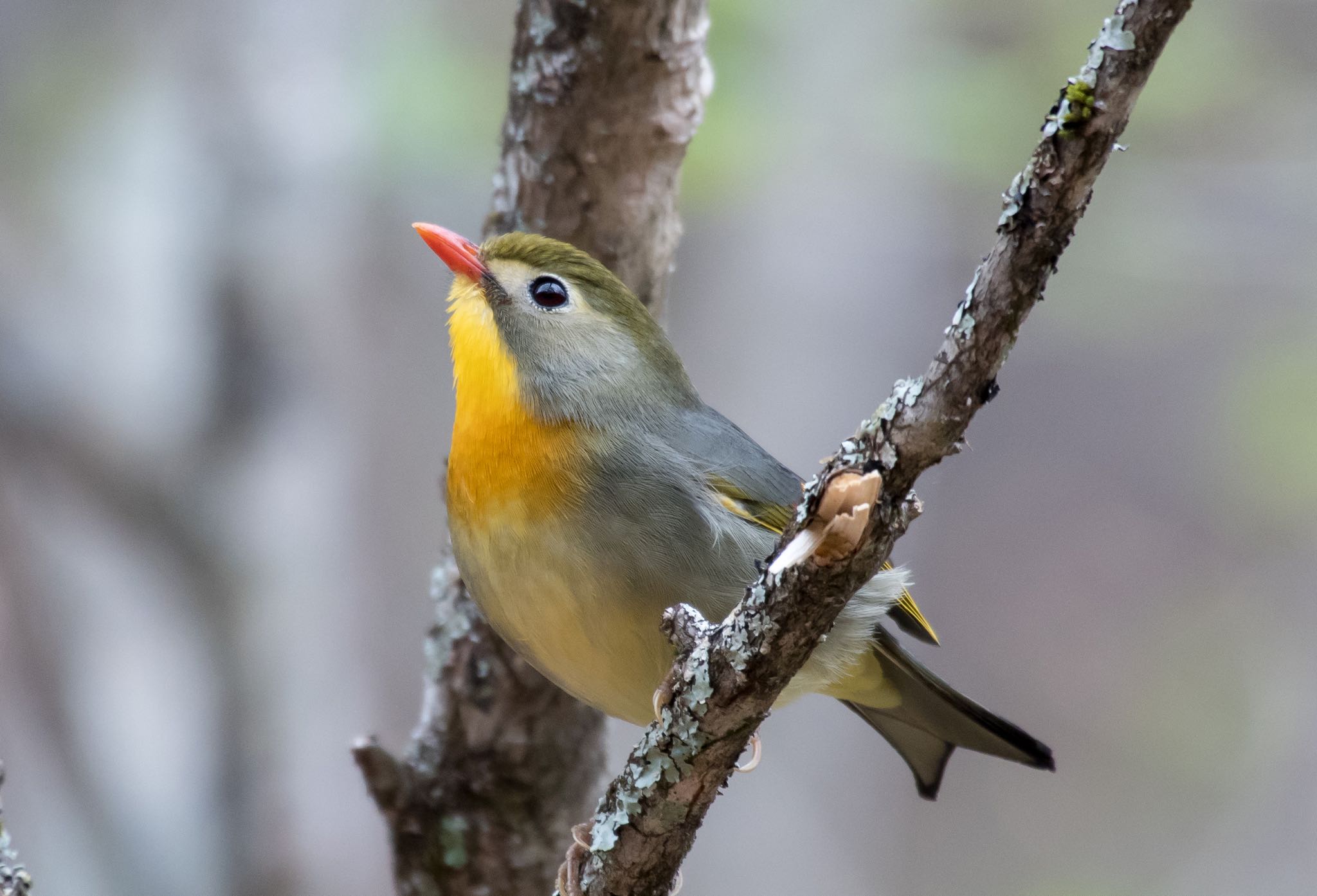 山梨県 ソウシチョウの写真 by Jgogo