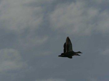 Eastern Spot-billed Duck 飯梨川河口(島根県安来市) Fri, 5/7/2021