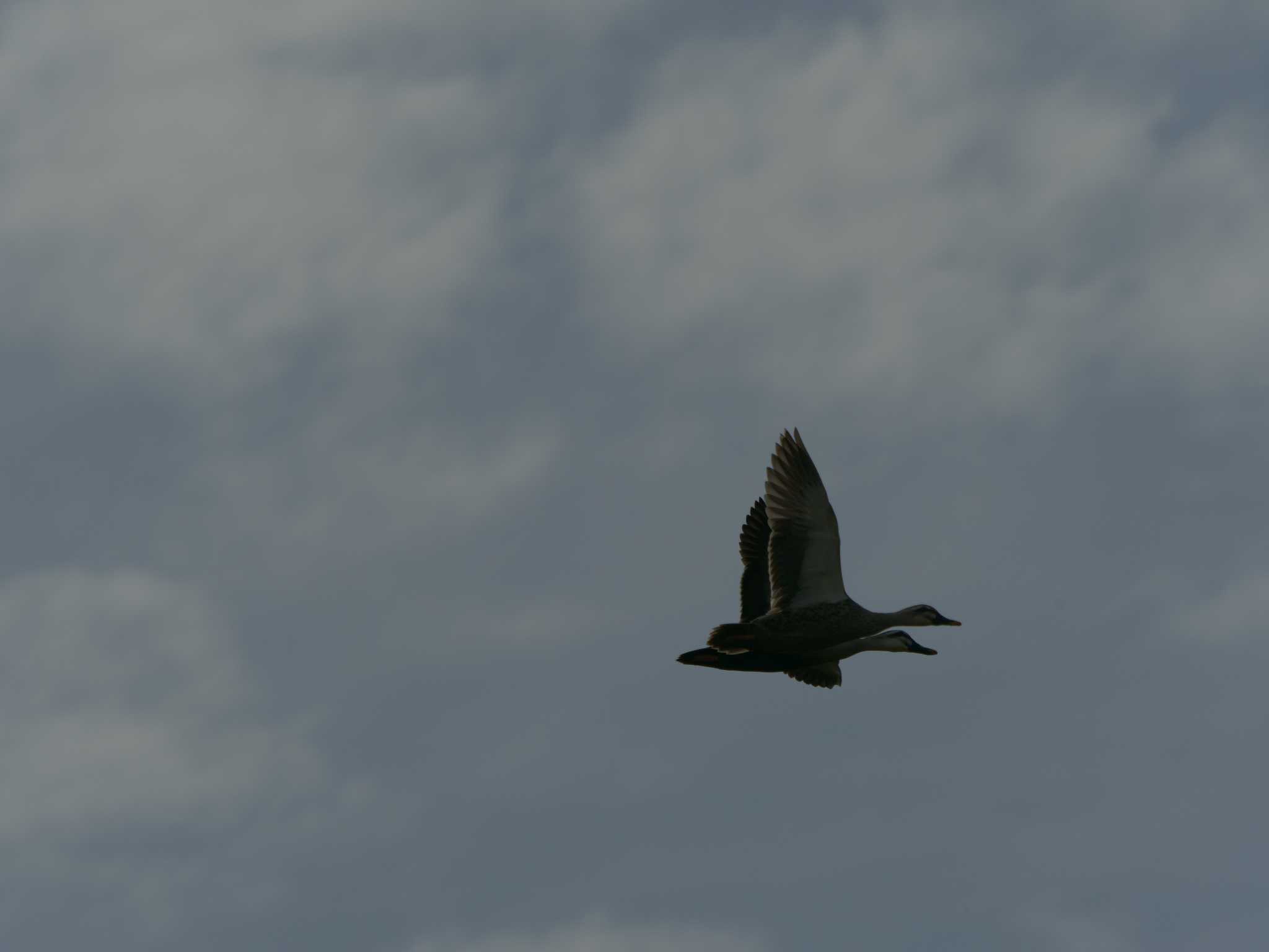 Photo of Eastern Spot-billed Duck at 飯梨川河口(島根県安来市) by ひらも