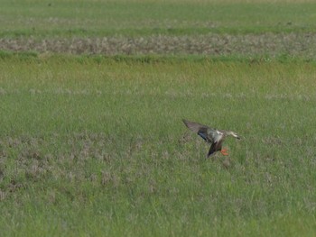 Eastern Spot-billed Duck 飯梨川河口(島根県安来市) Fri, 5/7/2021