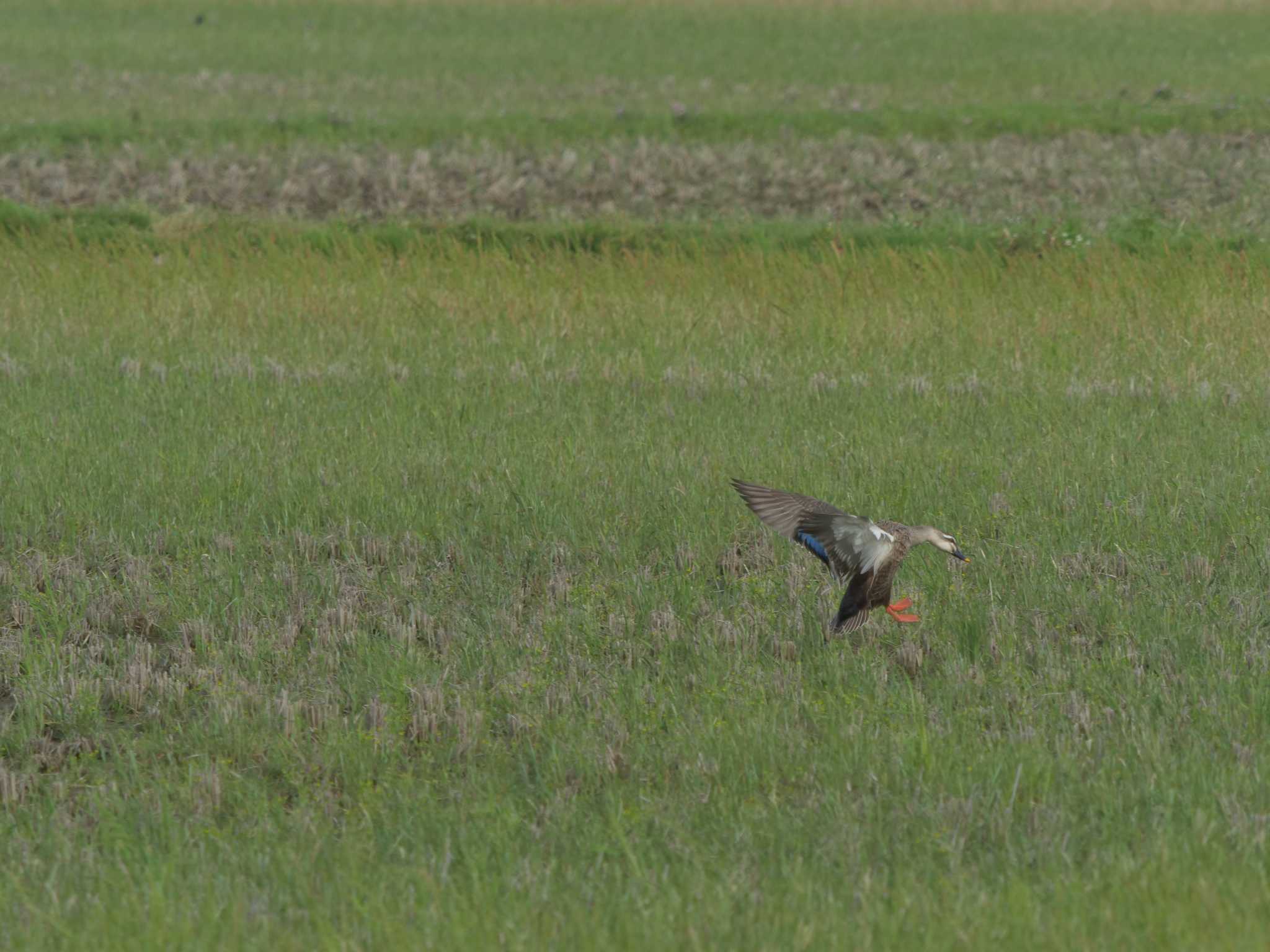 Photo of Eastern Spot-billed Duck at 飯梨川河口(島根県安来市) by ひらも