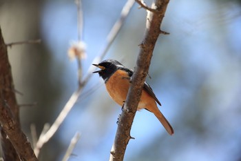 Daurian Redstart 市ノ池公園 Sat, 3/4/2017