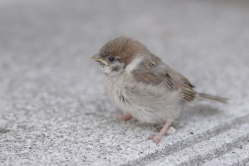 Eurasian Tree Sparrow 都内市街地 Fri, 5/7/2021