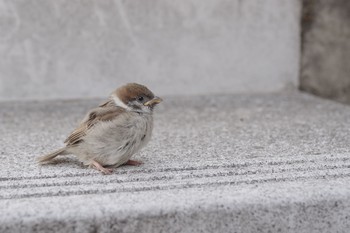 Eurasian Tree Sparrow 都内市街地 Fri, 5/7/2021