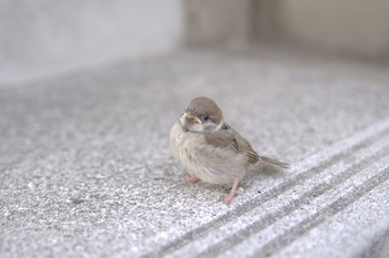 Eurasian Tree Sparrow 都内市街地 Fri, 5/7/2021