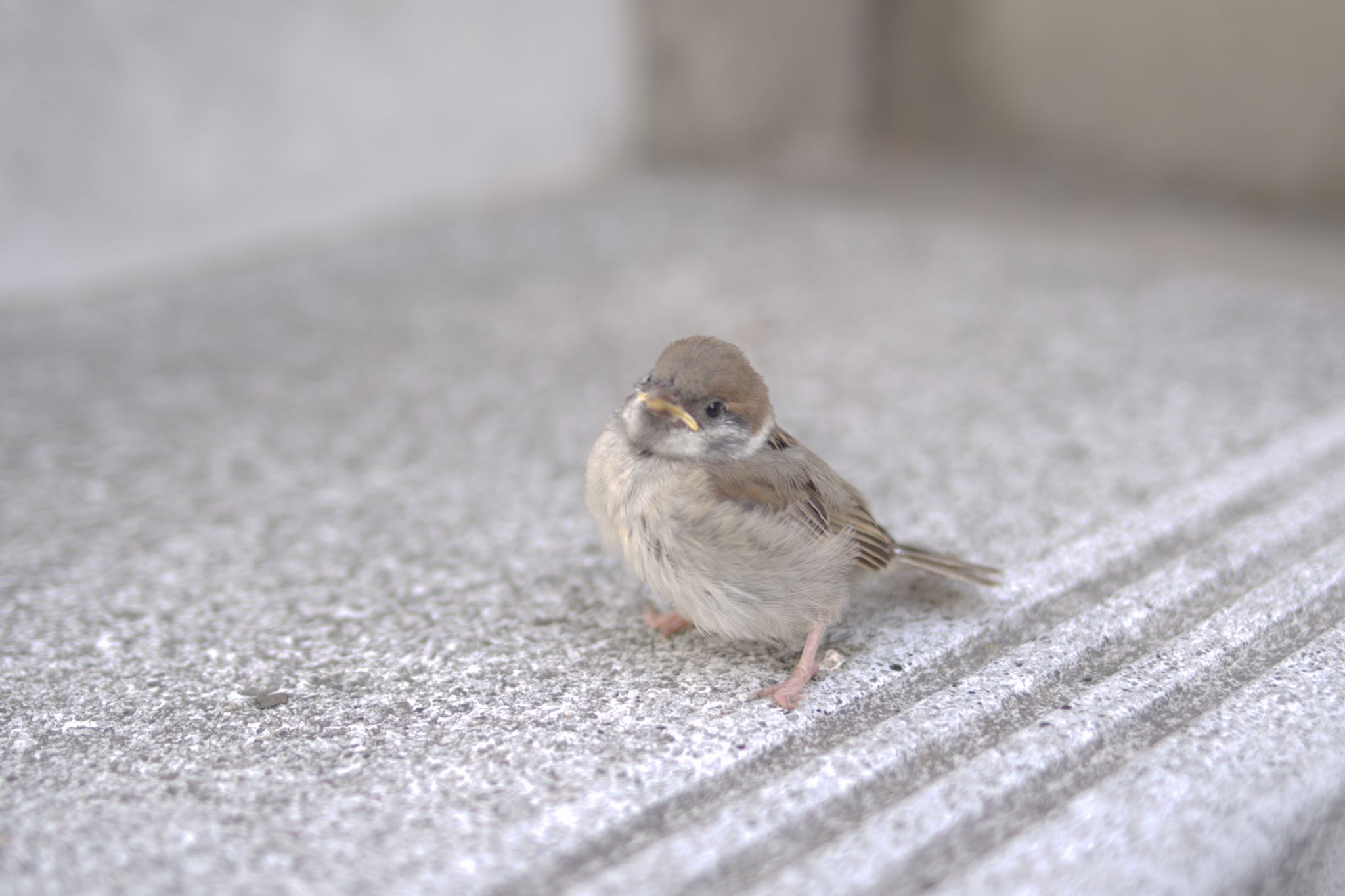 Photo of Eurasian Tree Sparrow at 都内市街地 by Marco Birds