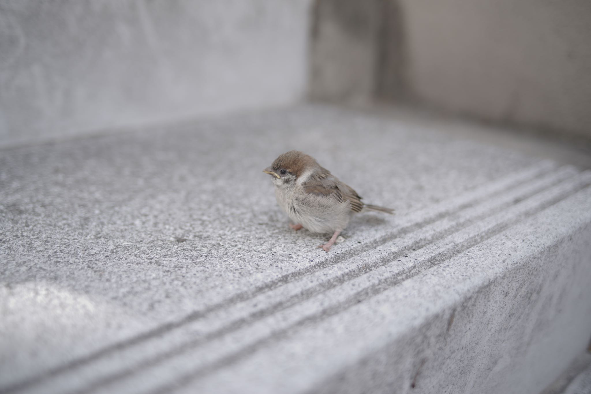 都内市街地 スズメの写真 by Marco Birds