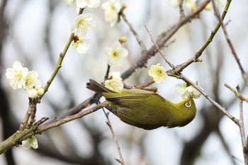 Warbling White-eye 須磨離宮公園 Sat, 2/20/2021