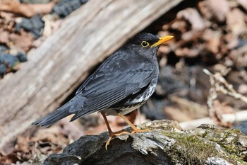 クロツグミ 場所が不明 撮影日未設定