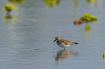 Red-necked Stint 佐賀県白石町の干拓地 Mon, 5/3/2021