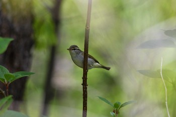 Eastern Crowned Warbler 栃木県民の森 Tue, 5/4/2021