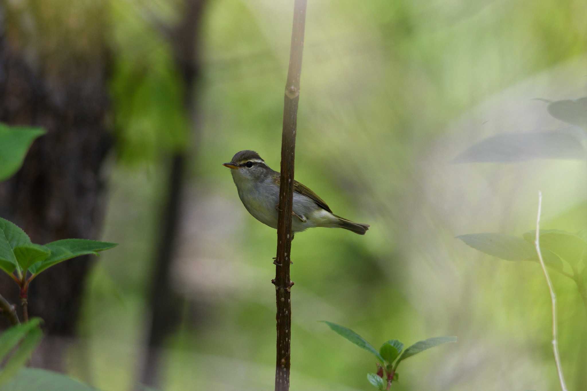 Eastern Crowned Warbler