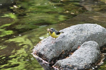 Grey Wagtail 栃木県民の森 Tue, 5/4/2021