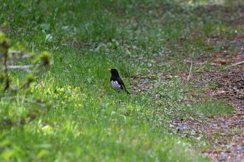 クロツグミ 栃木県民の森 2021年5月4日(火)