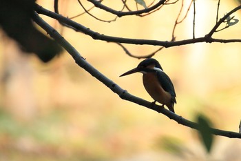 Common Kingfisher Akashi Park Sat, 3/4/2017