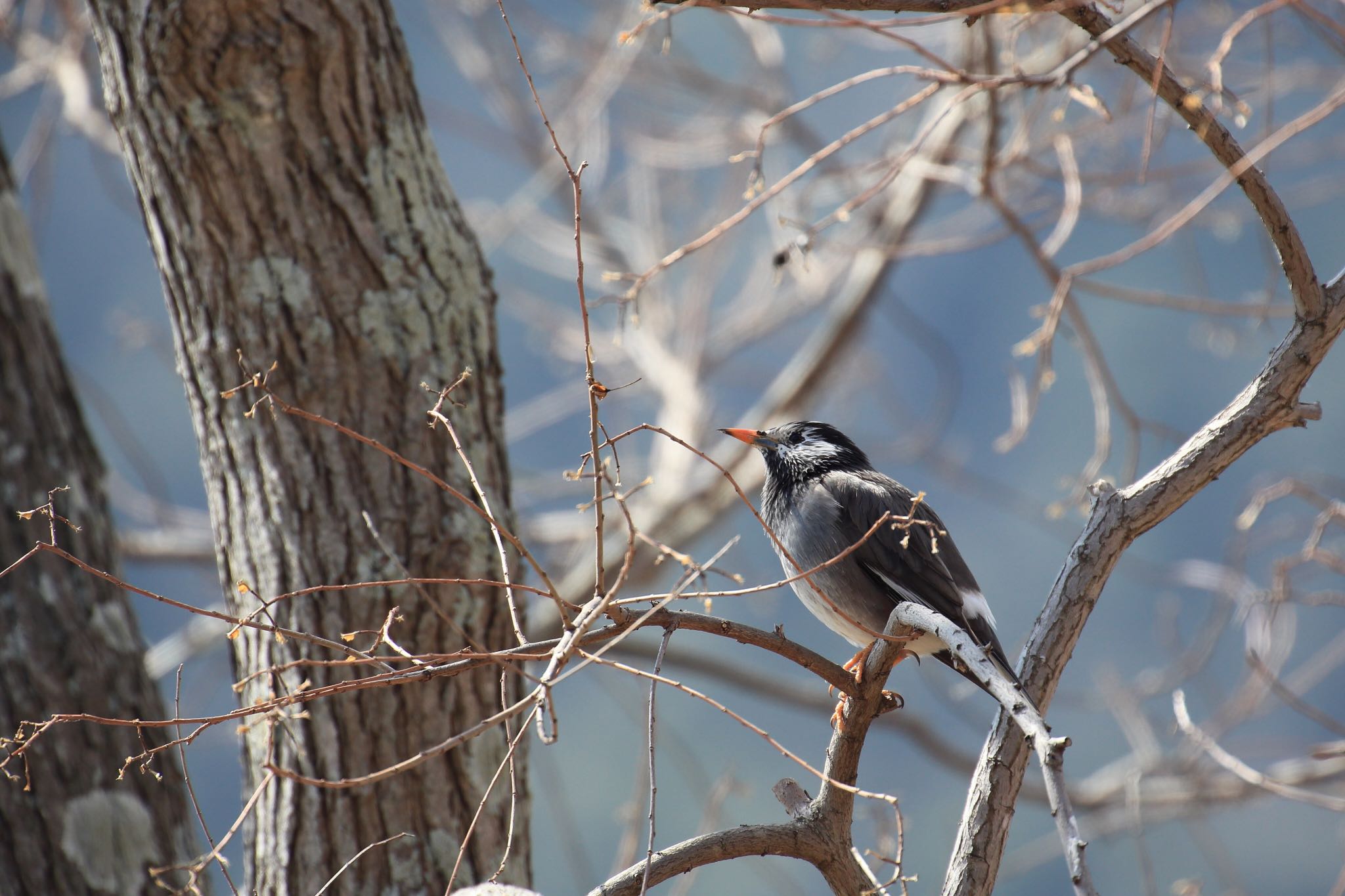 Photo of White-cheeked Starling at 市ノ池公園 by 明石のおやじ