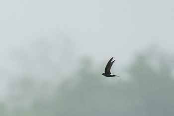 Pacific Swift 広島県 三次市 Wed, 5/5/2021