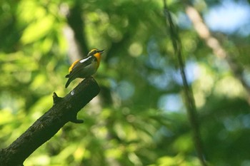 キビタキ 砧公園 2021年4月30日(金)