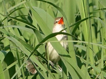 Oriental Reed Warbler Isanuma Thu, 5/6/2021