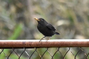 Chinese Blackbird 笠沙町 Sun, 3/21/2021