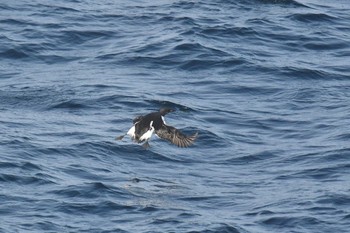 Thick-billed Murre 大洗-苫小牧航路 Sat, 3/27/2021